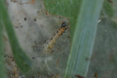 <i>Yponomeuta malinella</i>