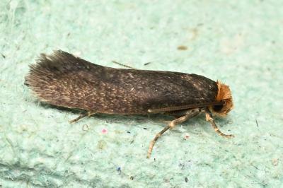 <i>Cephimallota crassiflavella</i>