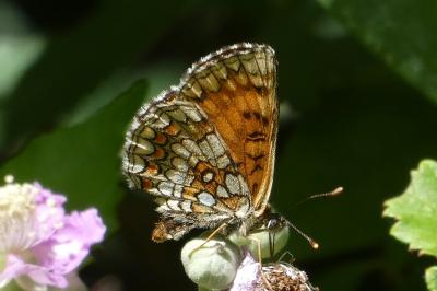 <i>Melitaea athalia</i>