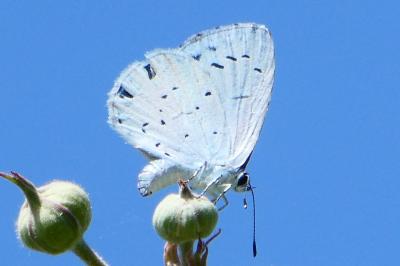 <i>Celastrina argiolus</i>