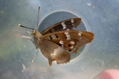 <i>Apatura ilia</i>