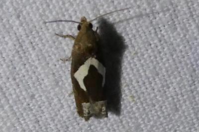 <i>Epiblema foenella</i>