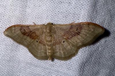 <i>Idaea degeneraria</i>