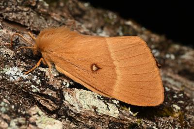 <i>Lasiocampa quercus</i>