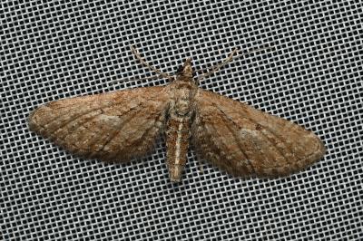 <i>Eupithecia scopariata</i>