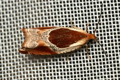 <i>Ancylis unculana</i>
