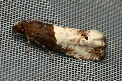 <i>Notocelia roborana</i>