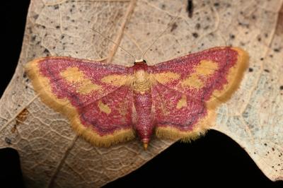 <i>Idaea muricata</i>