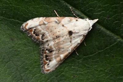<i>Nola infantula</i>