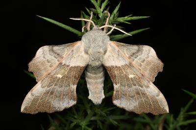 <i>Laothoe populi</i>
