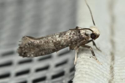 <i>Paraswammerdamia nebulella</i>