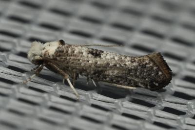 <i>Paraswammerdamia albicapitella</i>
