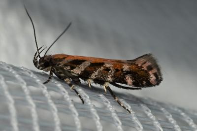 <i>Aristotelia</i>