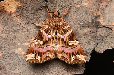 <i>Callopistria juventina</i>