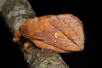 <i>Euthrix potatoria</i>
