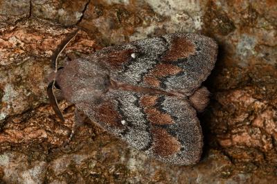 <i>Dendrolimus pini</i>