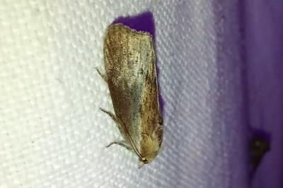 <i>Galleria mellonella</i>