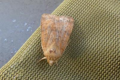 <i>Noctua interjecta</i>