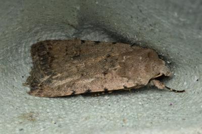 <i>Caradrina clavipalpis</i>