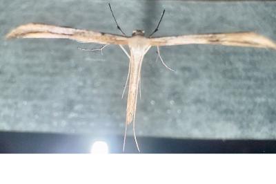 <i>Emmelina argoteles/monodactyla</i>