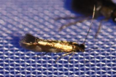 <i>Bucculatrix nigricomella</i>
