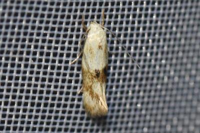 <i>Elachista maculicerusella</i>