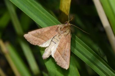 <i>Hydraecia micacea</i>