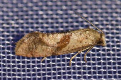 <i>Cochylidia implicitana</i>