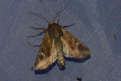 <i>Helotropha leucostigma</i>