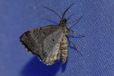 <i>Xanthorhoe spadicearia</i>
