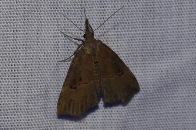 <i>Hypena rostralis</i>