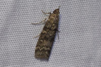 <i>Dioryctria simplicella</i>