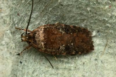 <i>Agonopterix purpurea</i>