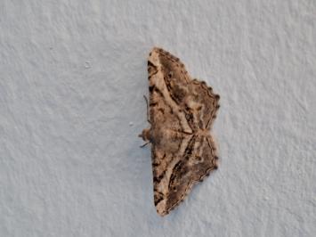 <i>Chiasmia aestimaria</i>
