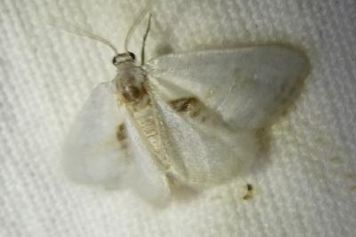 <i>Cilix hispanica</i>
