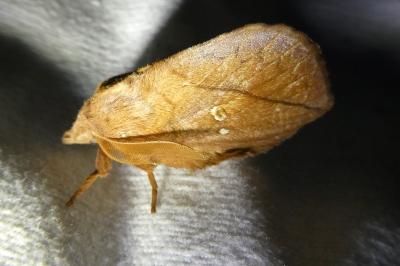<i>Euthrix potatoria</i>