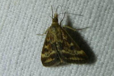 <i>Pyrausta despicata</i>