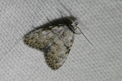 <i>Meganola strigula</i>