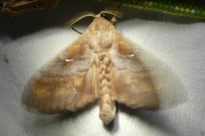 <i>Dendrolimus pini</i>