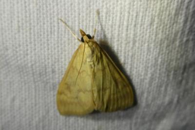 <i>Ostrinia nubilalis</i>