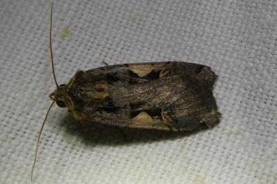<i>Xestia c-nigrum</i>