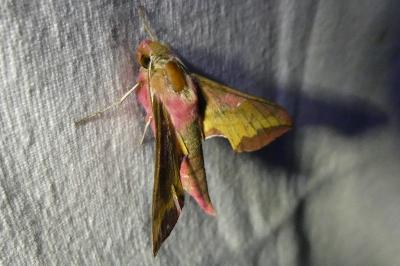 <i>Deilephila porcellus</i>