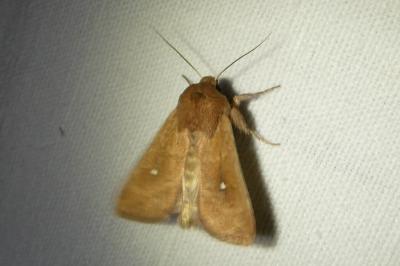 <i>Mythimna albipuncta</i>