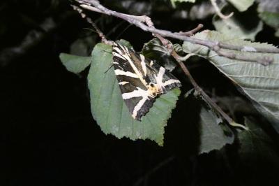 <i>Euplagia quadripunctaria</i>