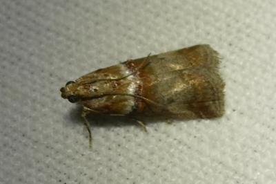 <i>Acrobasis tumidana</i>