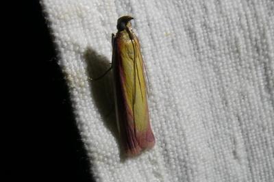<i>Oncocera semirubella</i>