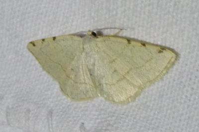 <i>Stegania trimaculata</i>