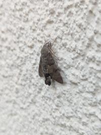 <i>Macroglossum stellatarum</i>
