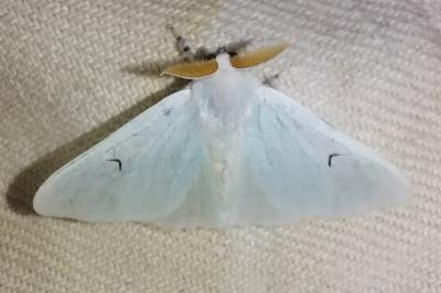 <i>Arctornis l-nigrum</i>