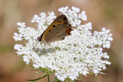 <i>Lycaena phlaeas</i>